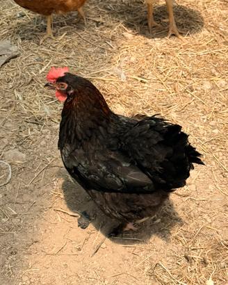 2 Galline Marans