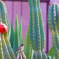 Cactus colonnari e altro