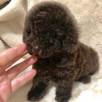 Lorenzo barboncino toy choco