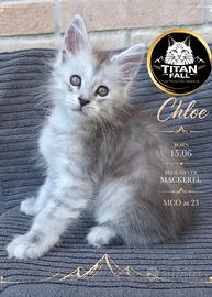 Maine coon Femmina Chloe