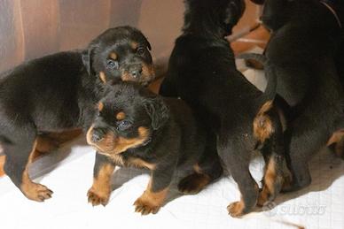 Cuccioli Rottweiler con Pedigree pronti per Natale