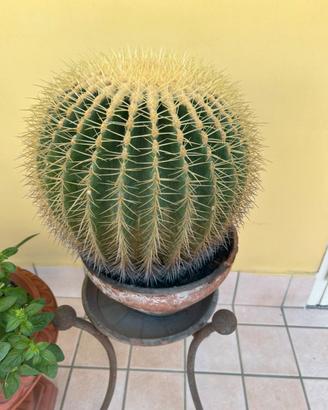 Pianta Grassa vera