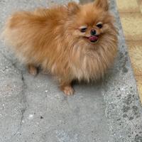 Spitz Pomerania toy baby