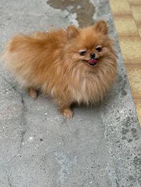 Spitz Pomerania toy baby