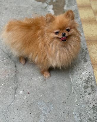 Spitz Pomerania toy baby