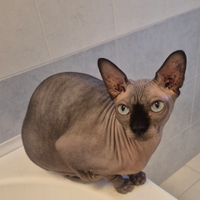 Sphynx maschio sterilizzato