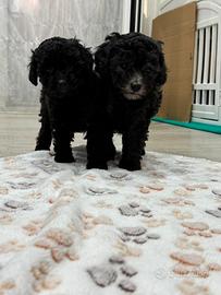 Barboncino Toy silver