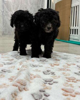 Barboncino Toy silver