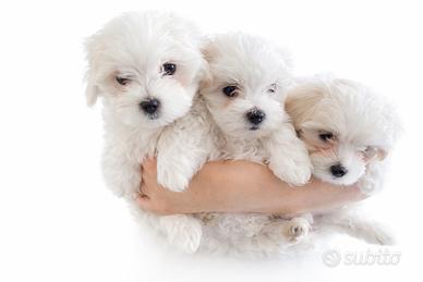 Cucciolo maltese piccola taglia