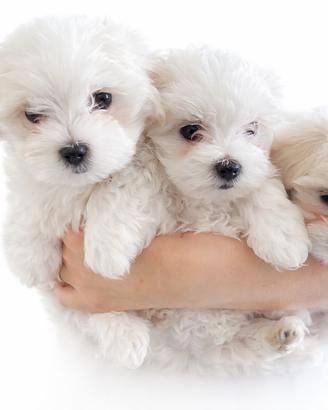 Cucciolo maltese piccola taglia