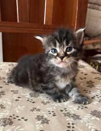 Gatti Siberiani