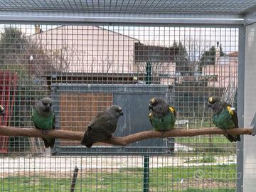 Coppia pappagallo di Meyer