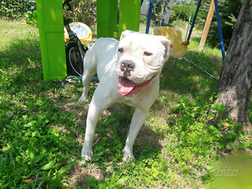 American bulldog
