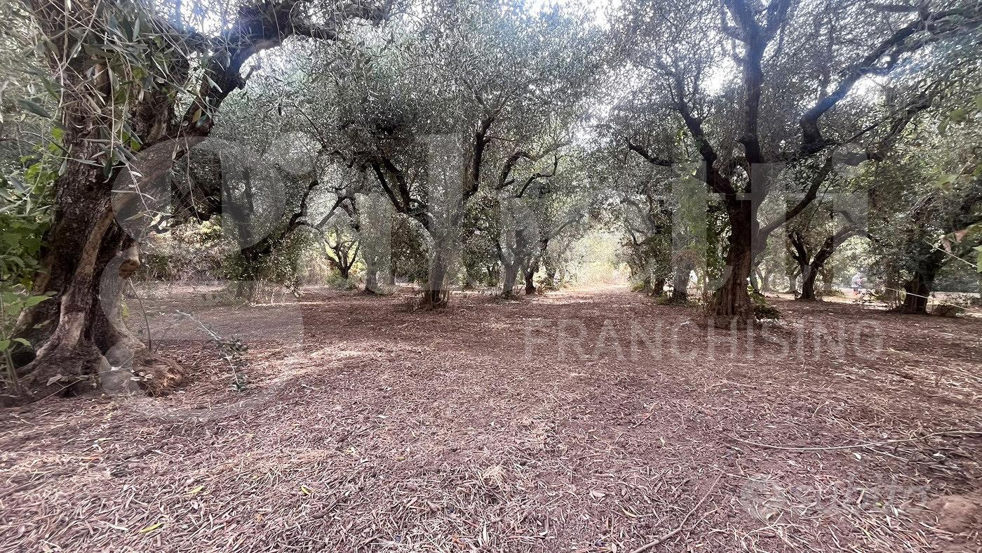 Terreno Agricolo Bellona [Cod. rif 3328126VCG] - Vista 3