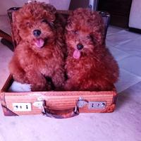 Cuccioli barboncino toy Red fulvo