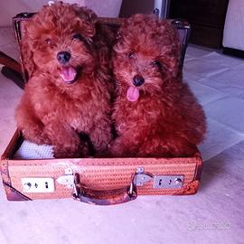 Cuccioli barboncino toy Red fulvo