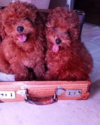 Cuccioli barboncino toy Red fulvo