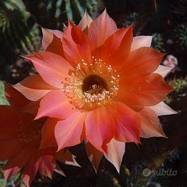 Echinopsis 101 - 5 piante a scelta