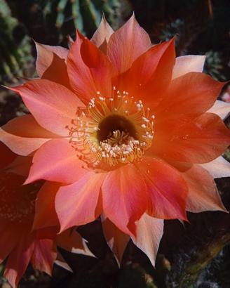 Echinopsis 101 - 5 piante a scelta