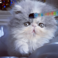 Cuccioli di Gatto Persiano