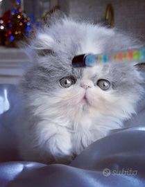 Cuccioli di Gatto Persiano