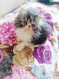Gatto persiano
