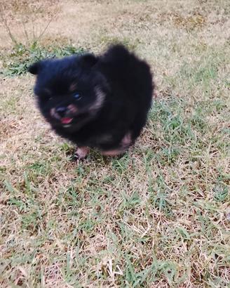 volpino Pomerania femmina 