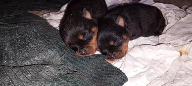 Cuccioli Rottweiler