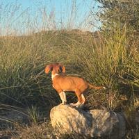 Cane da caccia