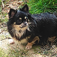 Chihuahua con rimborso spese