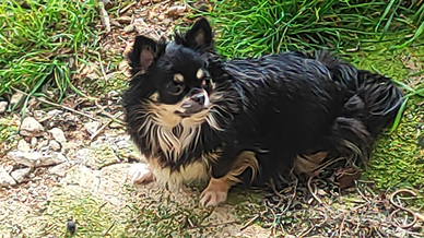 Chihuahua con rimborso spese