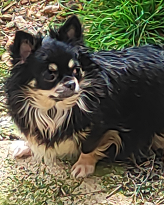 Chihuahua con rimborso spese