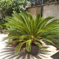 Piante Cycas di varie dimensioni