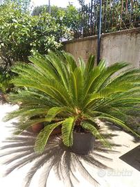 Piante Cycas di varie dimensioni