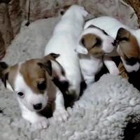 Cuccioli di jack russell