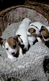 Cuccioli di jack russell