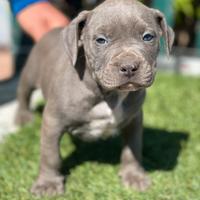 Cuccioli pitbull