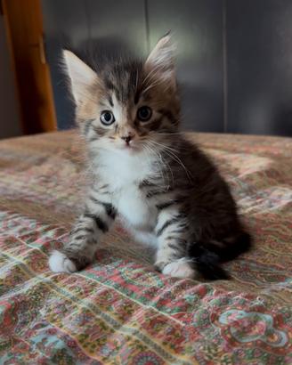 Maine coon
