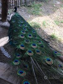 Vendita Pavoni , Galline Moroseta e Fagiani Dorati