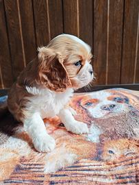 Cavalier king Charles spaniel