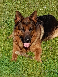 Pastore tedesco per accoppiamento