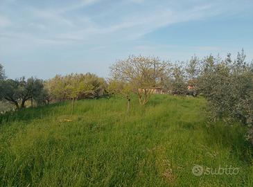 Terreno Agricolo con Uliveto e Pozzo