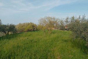 Terreno Agricolo con Uliveto e Pozzo