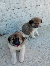 Cuccioli pastore del caucaso