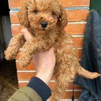 Cucciolo di Barboncino Red