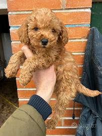 Cucciolo di Barboncino Red