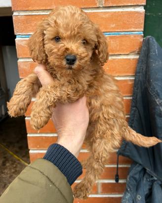 Cucciolo di Barboncino Red