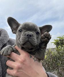 Bulldog francese