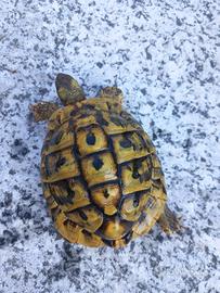 Testudo hermanni maschio fonte C