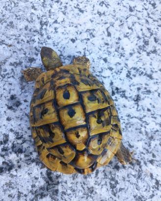 Testudo hermanni maschio fonte C